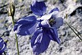 Ranunculaceae - Aquilegia alpina_1